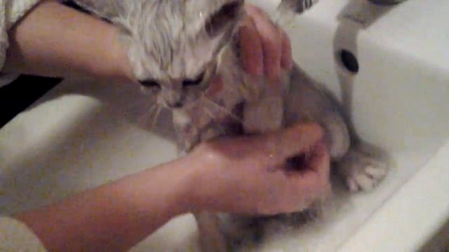 Як помити кота смотреть онлайн