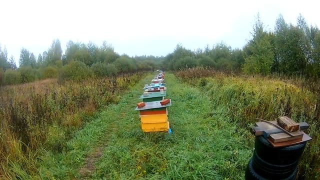Пчеловодство как бизнес! Куда пропала пасека Ишутиных смотреть онлайн
