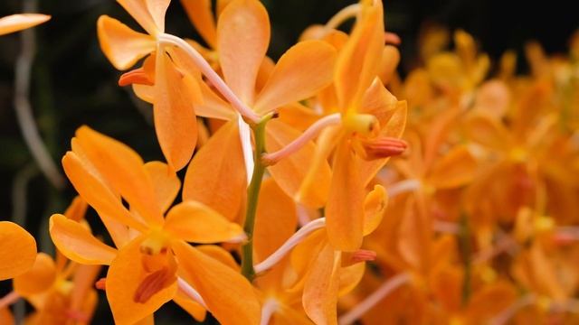 Singapore Botanic Garden [ A 158 Year Old Tropical Garden ] смотреть онлайн