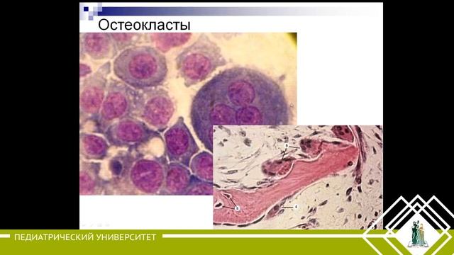 7. Скелетные ткани. Развитие кости. смотреть онлайн