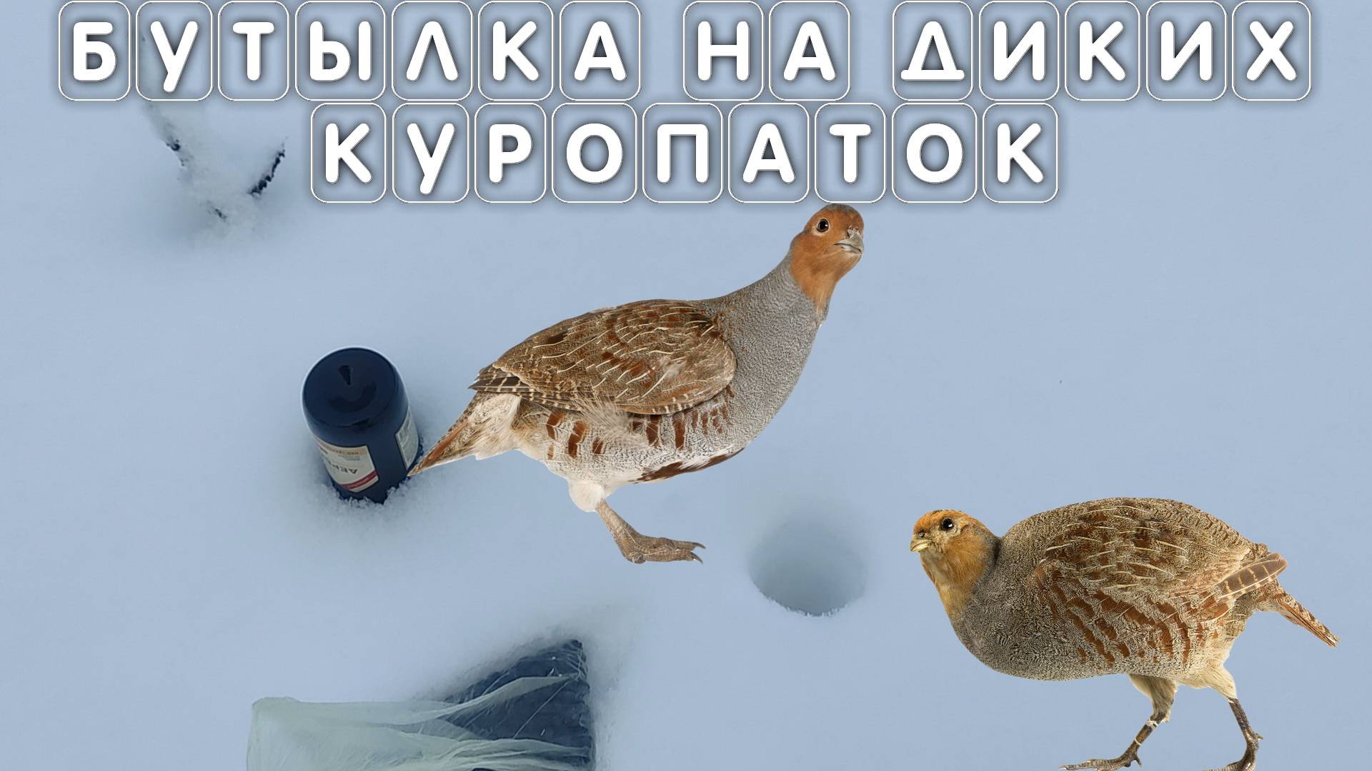 Ловушка бутылка на диких куропаток зимой в Подмосковье или как НЕ поймать куропатку смотреть онлайн