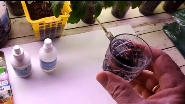 Подготовке семян к посеву. Обеззараживание семян. Способы протравливания семян. смотреть онлайн