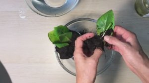 Самый быстрый способ укоренения замиокулькаса. Завершение эксперимента