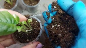 Отсаживаем детки фиалки(сенполии)#фиалка#сенполия