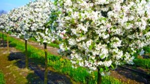 Основная обработка сада при цветении. От пустоцвета.