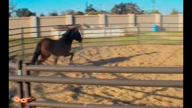 Desensitizing a wild mustang смотреть онлайн