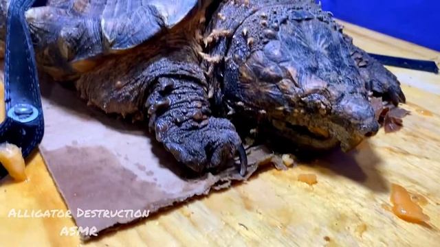 ASMR Turtle Tortoise Eating Fruit MELON 🐢 ASMR Animal смотреть онлайн