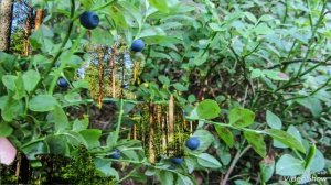 Природы чудные мгновенья