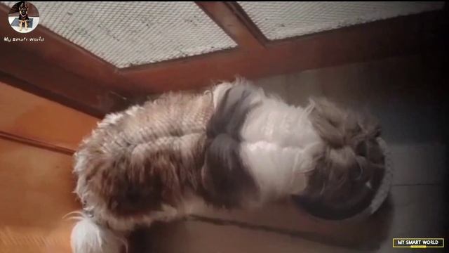 Tri color Shih tzu fresh female near heat || Best quality decent price смотреть онлайн