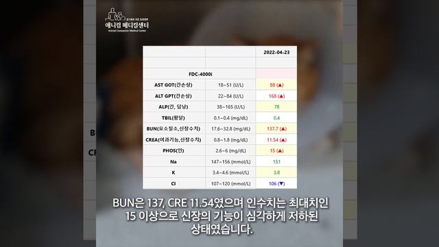 고양이 급성신부전(신장 급성 염증) 줄기세포 치료 후기_줄기세포 전문 동물병원 애니컴메디컬센터 смотреть онлайн