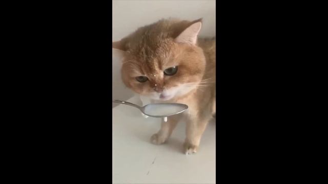 Num Num Cat Metal Version смотреть онлайн
