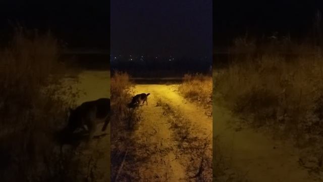 Деду морозу