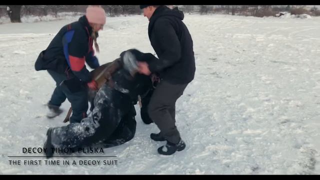 Становление! Tihon Pliska Впервые в костюме Декоя KNPV . смотреть онлайн
