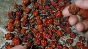 Сушка шиповника в духовке