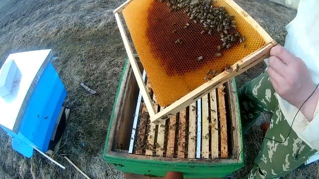 Сделайте обязательно эту работу весной,чтобы получить много мёда. смотреть онлайн