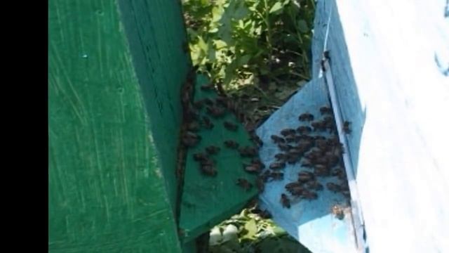 Вступление О канале и планах смотреть онлайн