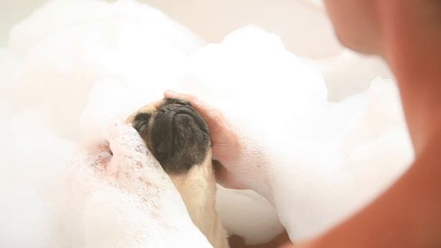 beaphar Shampoospot смотреть онлайн