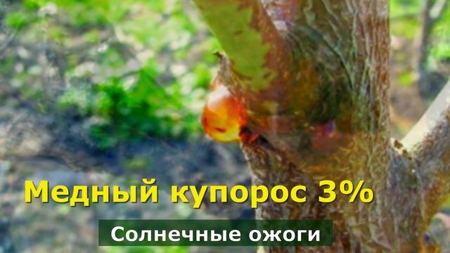 Не мучайтесь с побелкой. Как надежно защитить садовые деревья от весенних ожогов. смотреть онлайн