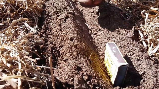 625SC Sipinachi- Kompositi Oika Pamwamba (Spinach Surface Compost Chichewa)