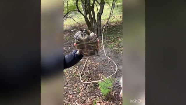 Джек Рассел и черепаха. смотреть онлайн