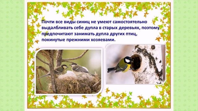 12 ноября Синичкин день Видеопрезентация смотреть онлайн