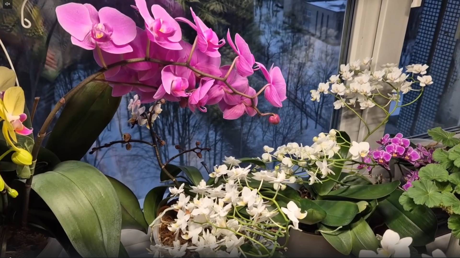 Посленовогоднее.Зачем много наготовила Такая пьяненькая)Смена климата повлияла Грипп смотреть онлайн