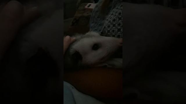 My pet opossum Dutch. смотреть онлайн