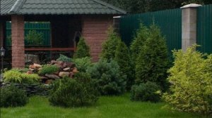 Хвойные растения в саду: обзор некоторых видов