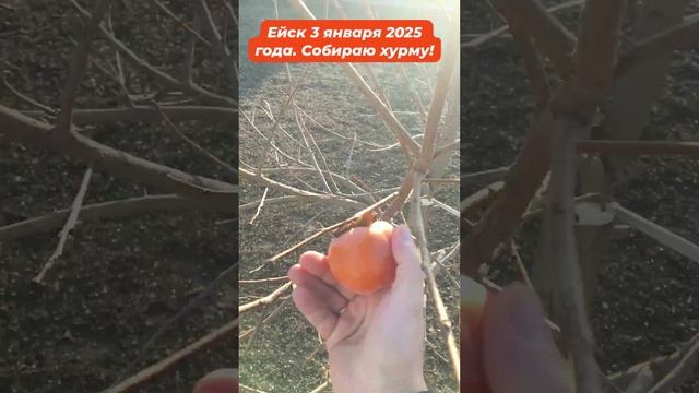 Собираю хурму в январе. Ейск. смотреть онлайн
