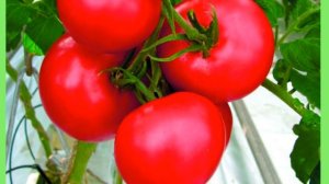 Посадка по 2 томата в одну лунку Плюсы и минусы