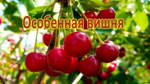 Особенная вишня