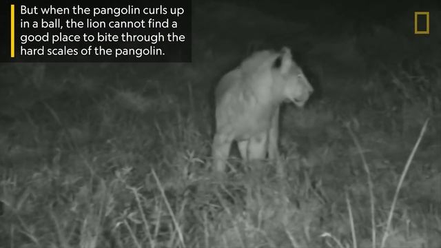Lion ‘Plays Soccer’ with Pangolin In Rare Video | Nat Geo Wild смотреть онлайн