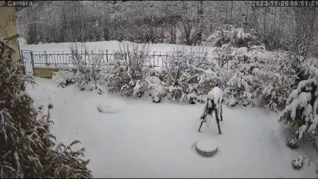 Дракончики в садоводстве Сигнал-2. Мшинская.  Лен.обл. (видео 2023.11.27 )