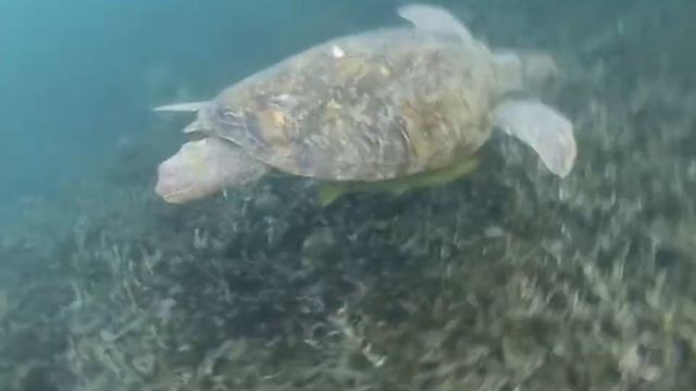 Koh Tao Turtle смотреть онлайн