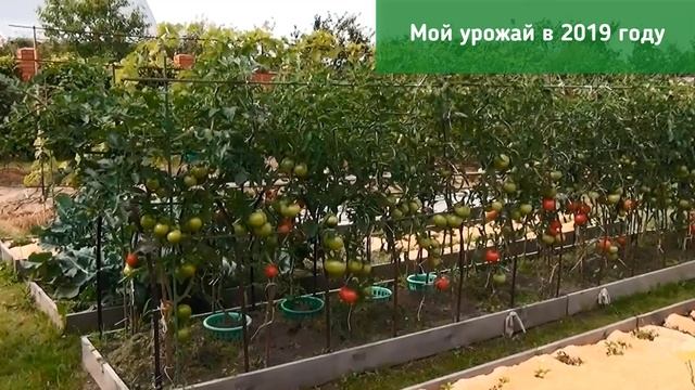 Рассада. Калибровка обязательна при подготовке семян к посеву смотреть онлайн