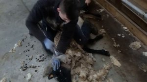 Стрижка овець.Меринос Захід 2016