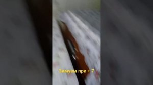 Продолжается зимовка. Зимовка пчëл при постоянной плюсовой температуре