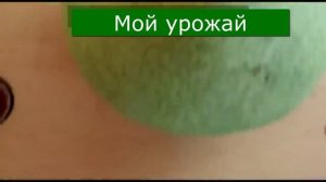 Правильные сроки обрезки сада  Способы обрезки