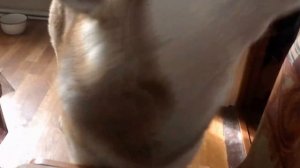 Маламут разговаривает