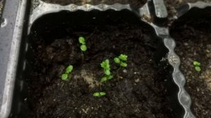 Коренастая рассада. Готовимся.