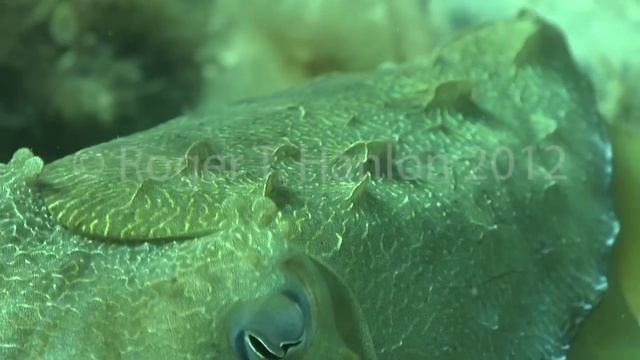 Effective Camouflage and Papillae Expression by Giant Australian Cuttlefish (Sepia apama) смотреть онлайн