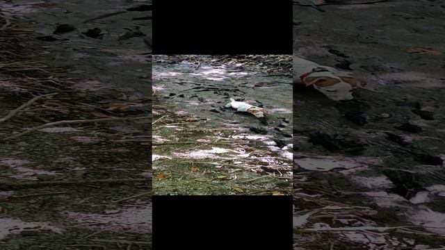 Жижа в болоте