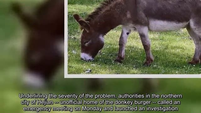 China snorts at pigs aping donkey burgers смотреть онлайн