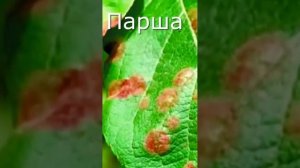 Парша как бороться и обрабатывать сад по осени