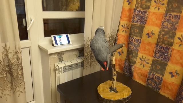 Жако смотрит мультики смотреть онлайн