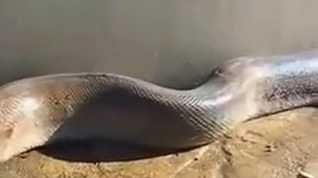 very Big Anaconda funy+horor смотреть онлайн