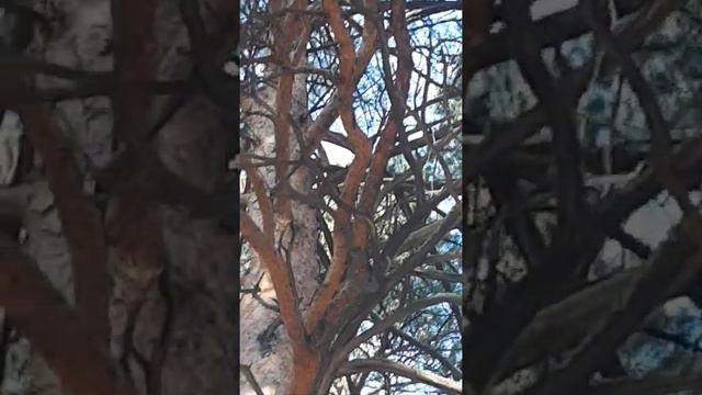 Дятел смотреть онлайн
