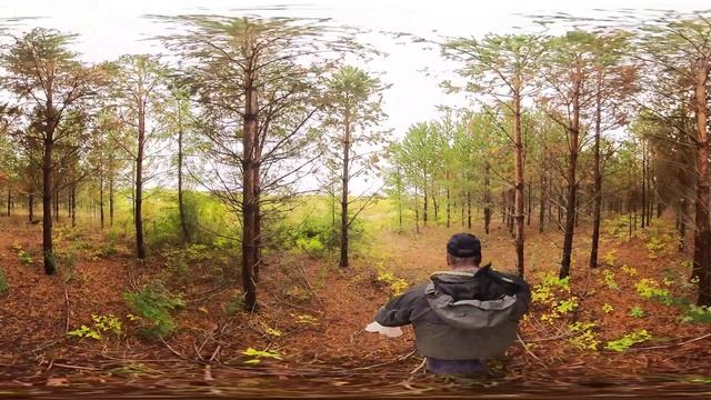 Лес обзор 360 градусов