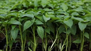 КОГДА СЕЯТЬ ПЕРЕЦ НА РАССАДУ, Точные сроки посева, чтобы получить урожай перцев тоннами!