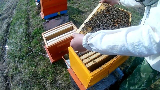 Как заставить пчелу зайти в магазины. Расширяем и боремся с роением. смотреть онлайн